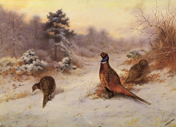 Archibald Thorburn Winter's Sunset